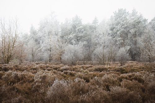 Bevroren bosrand | Zwarte Dennen Staphorst | Landschapsfotografie
