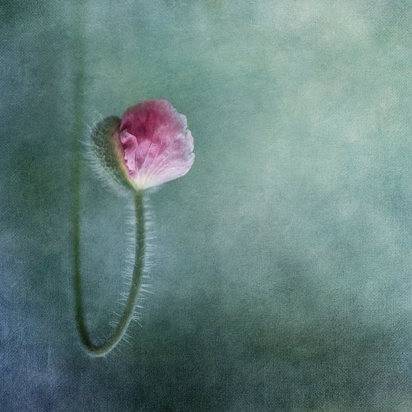 Trust by Priska Wettstein