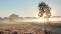 Ochtend mist op de heide
