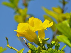 Yellow Trumpet Flower by Karel Frielink