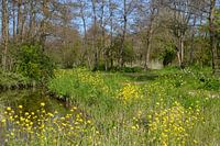 Profiter de l'Aalkeetbuitenpolder (Vlaardingen)