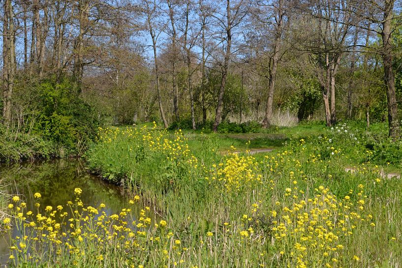Genießen Sie den Aalkeetbuitenpolder (Vlaardingen) von FotoGraaGHanneke