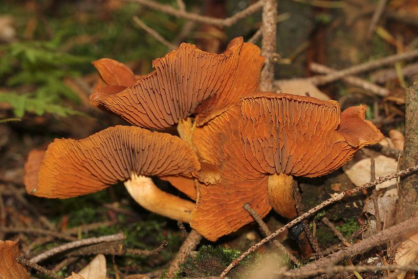 Pilze gen Himmel mit Lamellenansicht von Anja Bagunk