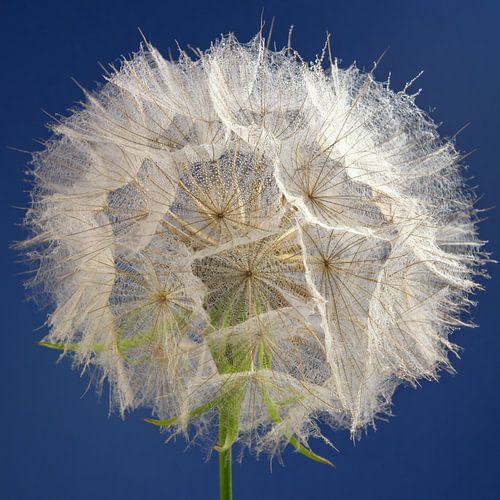 Een vierkantje met een morgenster (Tragopogon) en een blauwe achtergrond