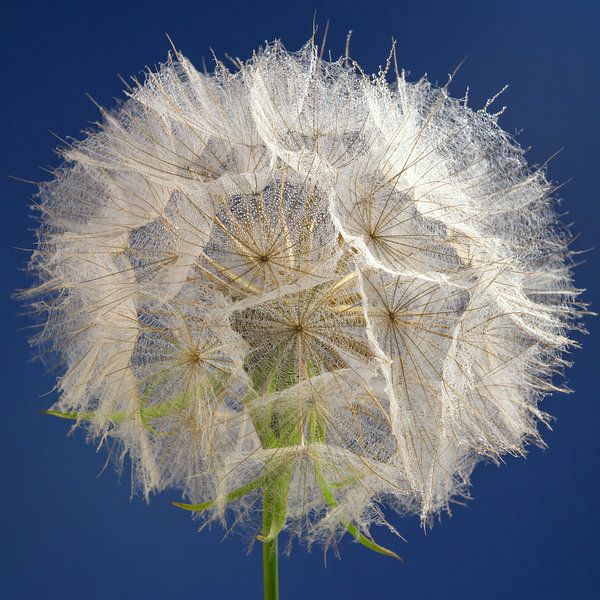 Ein Quadrat mit einem Morgenstern (Tragopogon) und einem blauen Hintergrund von Marjolijn van den Berg