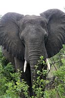 Afrikaanse olifant