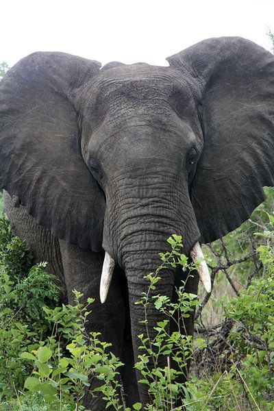 Afrikaanse olifant by LottevD