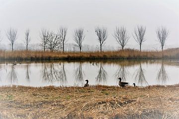 Geese in misty landscape by Yolande Mulder