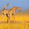 Vechtende giraffen op de savanne van Chris Stenger