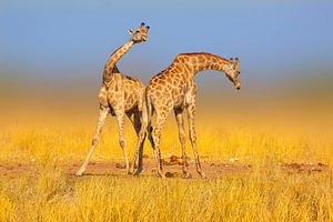 Kämpfende Giraffen in der Savanne