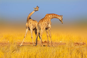 Vechtende giraffen op de savanne