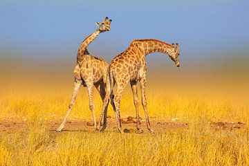 Kämpfende Giraffen in der Savanne von Chris Stenger