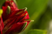 Red and green