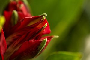Rot und Grün