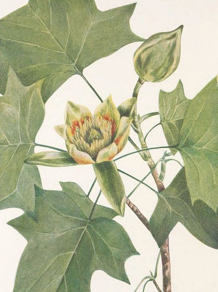 Tulpenbaum aus North American Wildflowers (1925) von Mary Vaux Walcott. von Pictufy 
