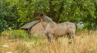 Snoepend paard in Bocholtz van John Kreukniet thumbnail
