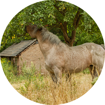 Snoepend paard in Bocholtz