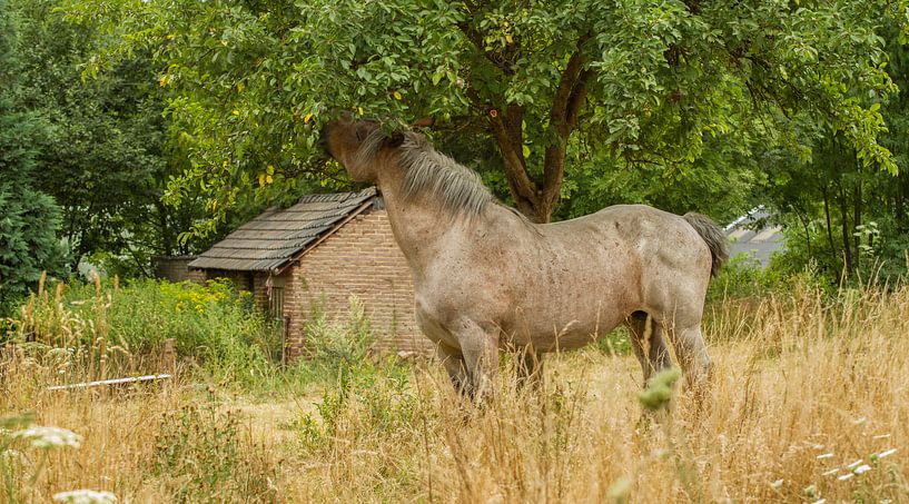 Snoepend paard in Bocholtz van John Kreukniet