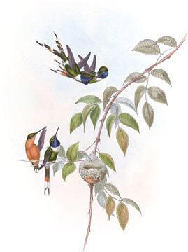 Sprankelende staart, John Gould van Hummingbirds