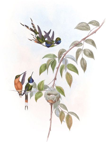 Sparkling-tail, John Gould by Hummingbirds