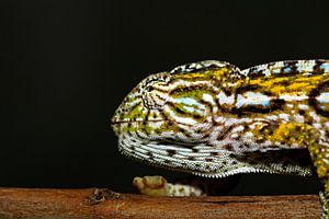 Panthère Caméléon sur Antwan Janssen