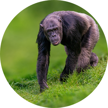 Chimpansee in een weide van Mario Plechaty Photography
