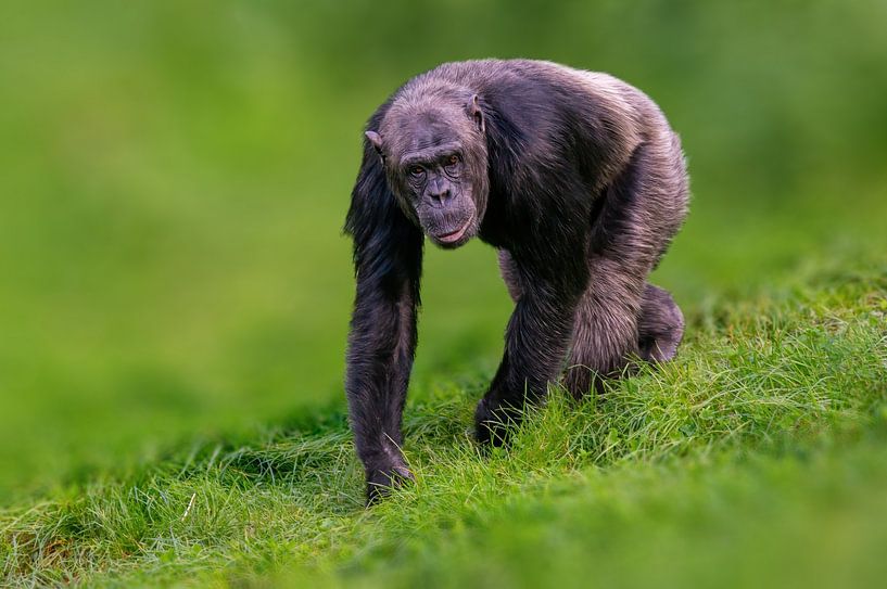 Chimpansee in een weide van Mario Plechaty Photography