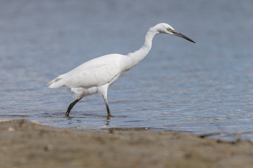 Aigrette garzette par Dennis Schaefer
