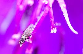 Vlieg in paars von Herry Vos