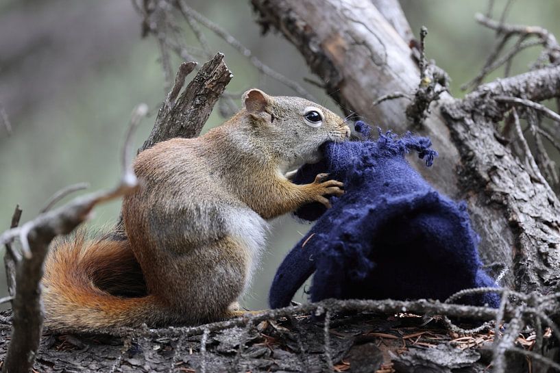 Écureuil avec gant par Frank Fichtmüller
