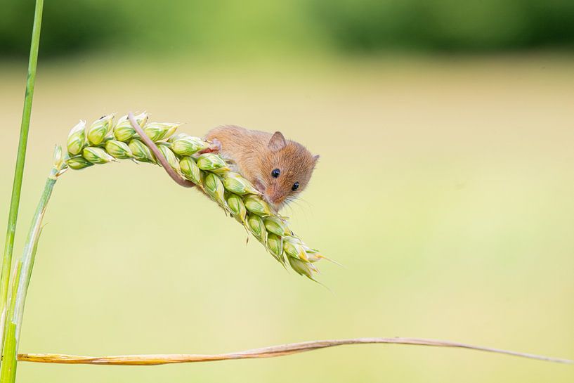 Harvest mouse in grain by Rene van Dam