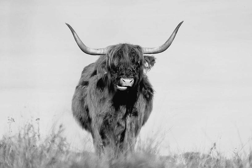 Schotse hooglander van Carla van Zomeren