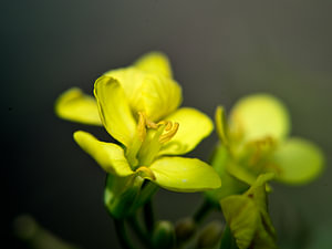 Rapsblüte