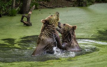 bears playing in the water by Mart Houtman