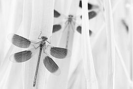 Meadowbeekjuffers by Alex Dallinga