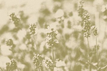 Lavendelbloemen in salie op wit. Moderne abstracte botanische kunst van Dina Dankers