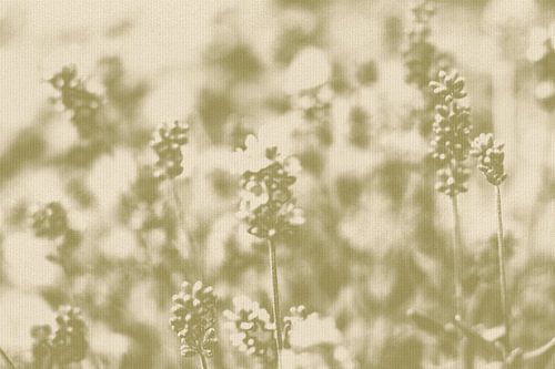 Lavendelbloemen in salie op wit. Moderne abstracte botanische kunst