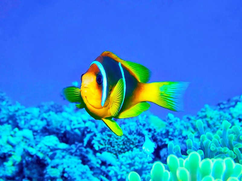 Clark's anemonefish by Martin Opladen