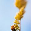 Coccinelle sur Nynke Altenburg