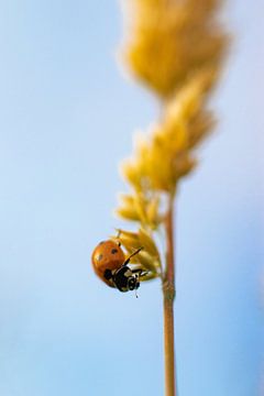 Ladybug by Nynke Altenburg