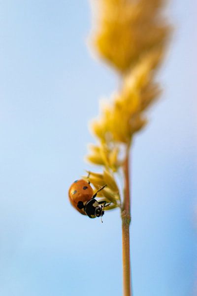 Coccinelle par Nynke Altenburg