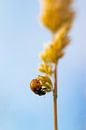 Lieveheersbeestje van Nynke Altenburg thumbnail