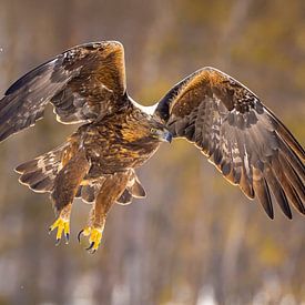 Golden eagle (Aquila chrysaetos), Golden Eagle, Sweden. by Gert Hilbink