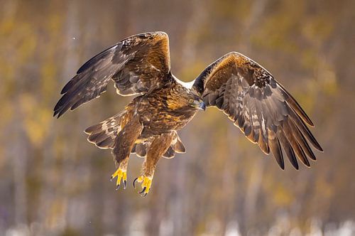 Steinadler (Aquila chrysaetos), Steinadler, Schweden. von Gert Hilbink