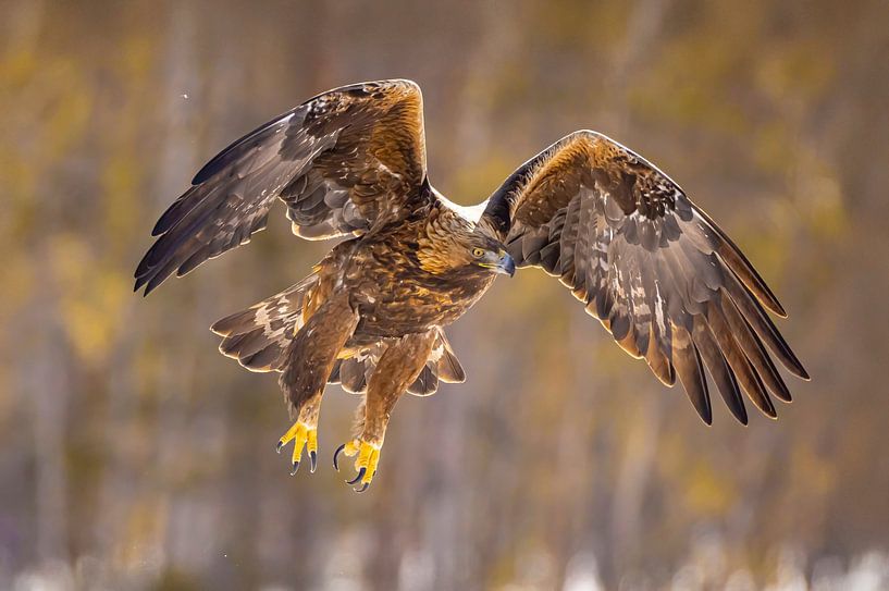 Steinadler (Aquila chrysaetos), Steinadler, Schweden. von Gert Hilbink