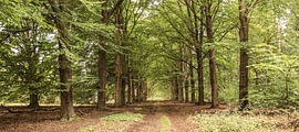 Waldweg