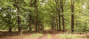 Waldweg