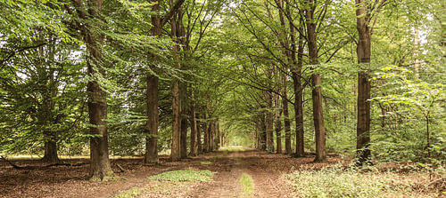 Forest path by Yvonne Blokland
