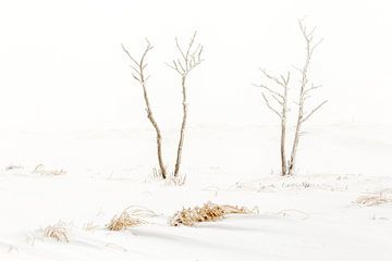 Winter  van Antwan Janssen