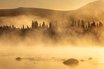 Mistige naaldbossen in Zweeds Lapland van Krijn van der Giessen